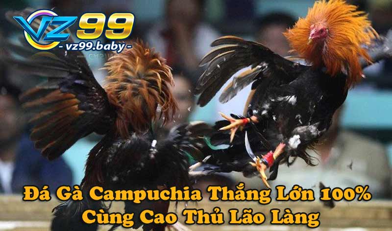 Đá Gà Campuchia Thắng Lớn 100%