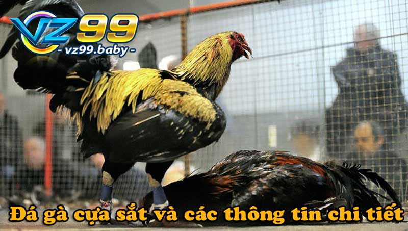 đá gà cựa sắt và những thông tin chi tiết